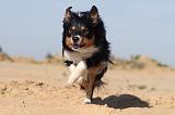 BORDER COLLIE 404